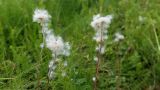 Anemone sylvestris