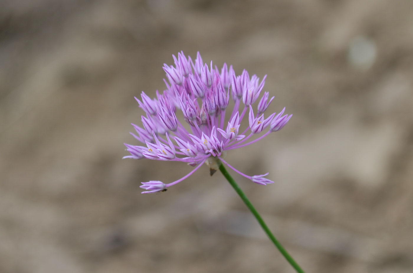 Изображение особи Allium anisotepalum.