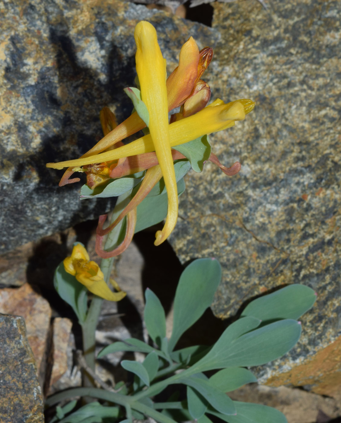 Изображение особи Corydalis sewerzowii.