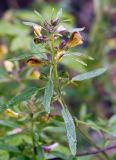 Pedicularis labradorica