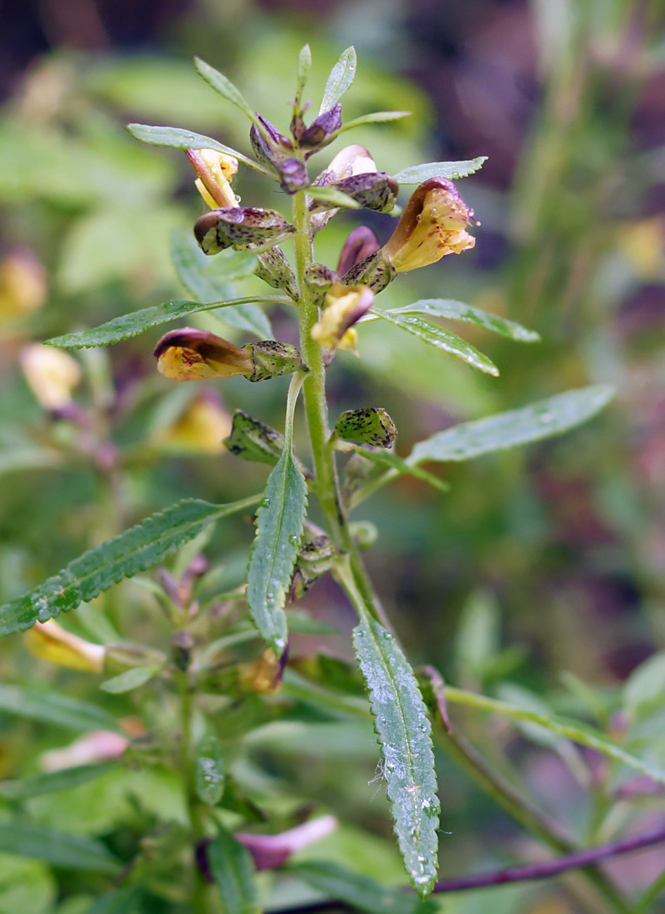 Изображение особи Pedicularis labradorica.