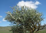 Pyrus salicifolia. Часть кроны цветущего старого деревца. Дагестан, окр. с. Талги, склон горы. 22.04.2019.