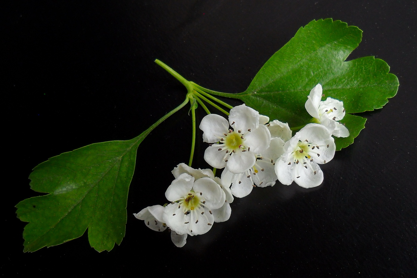 Изображение особи Crataegus leiomonogyna.