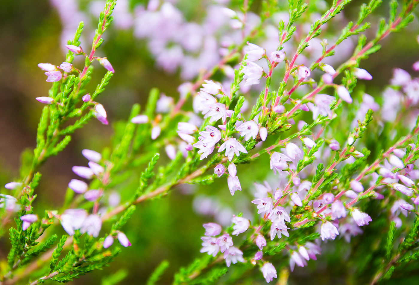 Изображение особи Calluna vulgaris.