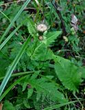 Cirsium oleraceum. Верхушка цветущего растения. Тверская обл., Конаковский р-н, побережье Иваньковского водохранилища, заросли кустарников у воды. 25.08.2019.