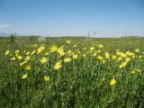 Tragopogon orientalis