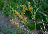 Spiraea hypericifolia