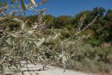 Vitex agnus-castus