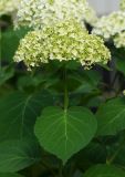 Hydrangea arborescens