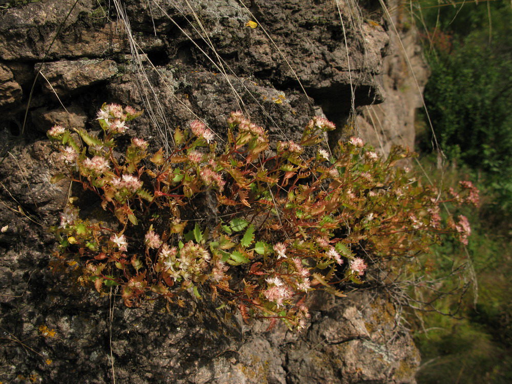 Изображение особи Hylotelephium populifolium.