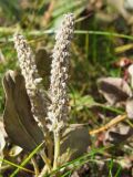 Salix crassijulis