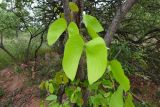 Colophospermum mopane