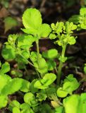 Chrysosplenium pseudofauriei