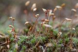 Polytrichum piliferum. Спороносящие растения. Ростовская обл., Шолоховский р-н, окр. хут. Антиповский, сосновый лес. 12.06.2022.