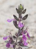 genus Teucrium