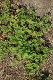 Geranium pusillum