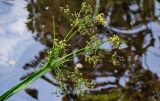 род Scirpus. Верхушка побега с соцветием. Армения, обл. Тавуш, Дилижанский национальный парк, берег оз. Парз, ≈ 1300 м н.у.м., у воды. 22.06.2022.