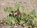 Lathyrus japonicus ssp. maritimus