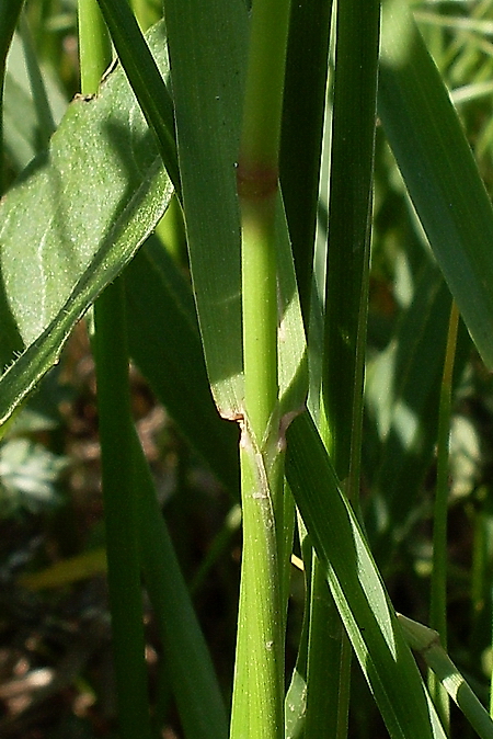 Изображение особи Alopecurus arundinaceus.