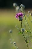 Centaurea adpressa. Верхушка растения с соцветием. Ростовская обл., Аксайский р-н, окр. хут. Александровка. 26.06.2012.