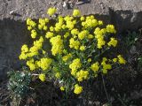 Aurinia saxatilis. Цветущее растение. Украина, г. Запорожье, о-в Хортица. 17.04.2010.