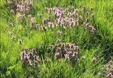 Lamium purpureum