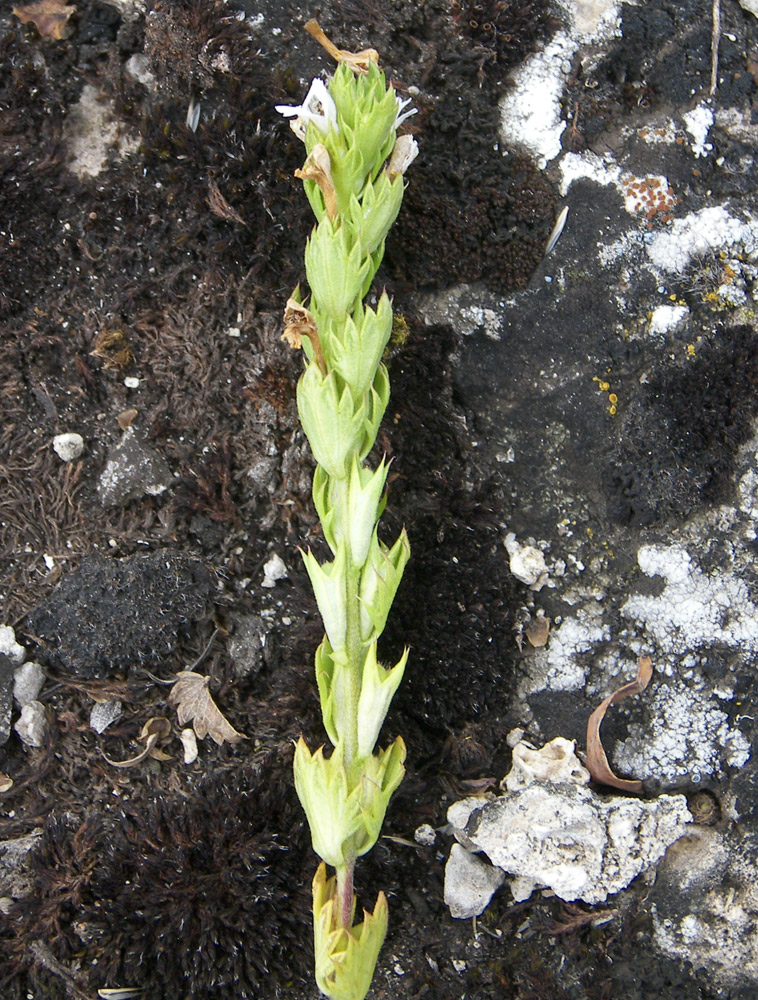 Image of Euphrasia pectinata specimen.