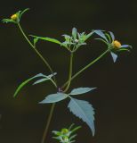 Bidens frondosa