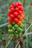 Arum elongatum