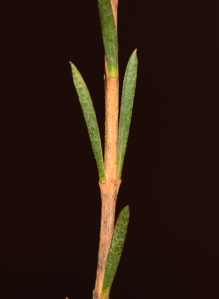 Изображение особи Chamelaucium uncinatum.