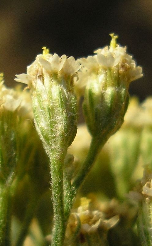 Изображение особи Achillea micranthoides.