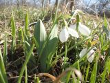 Galanthus graecus