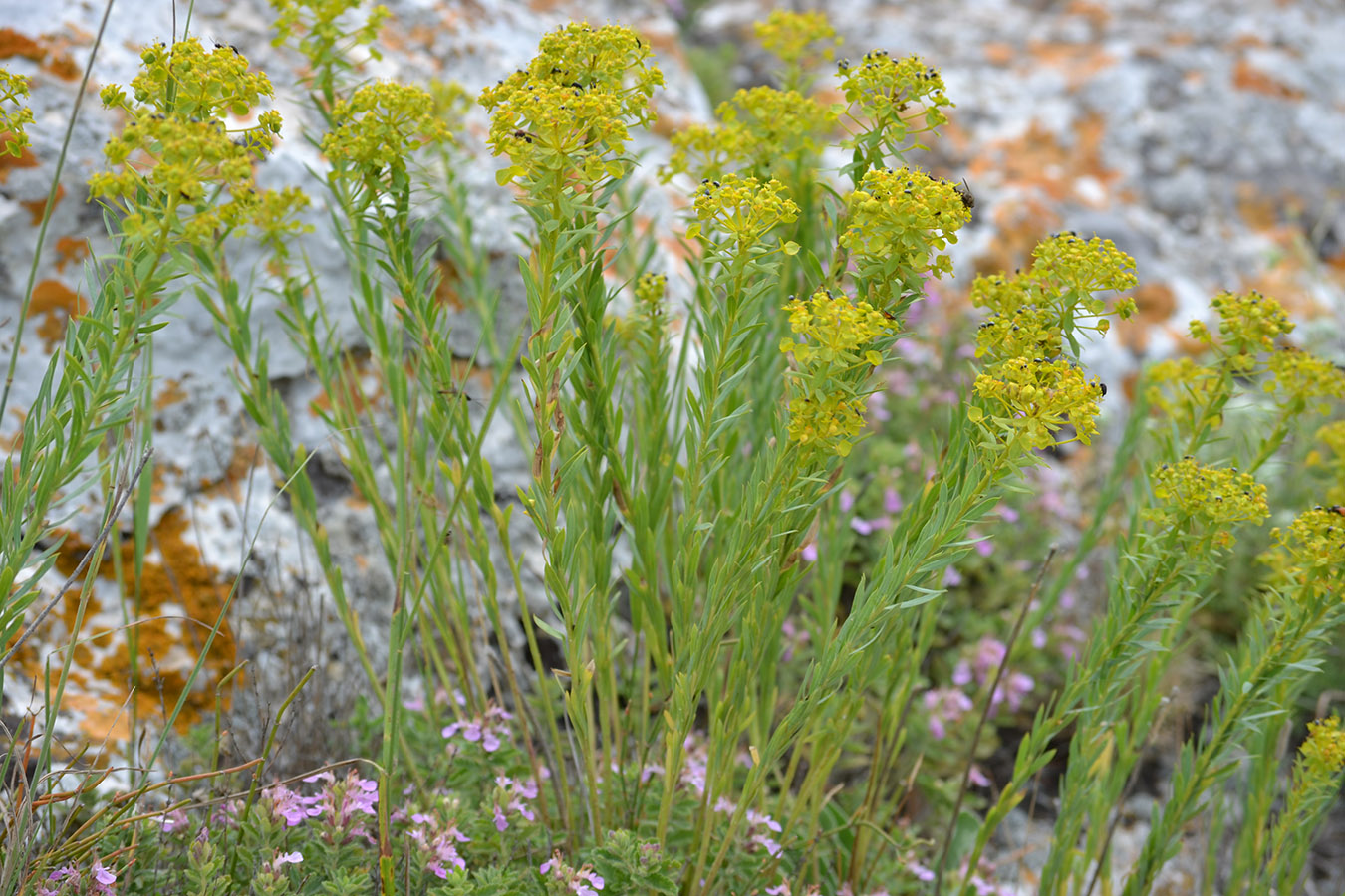 Изображение особи Euphorbia seguieriana.