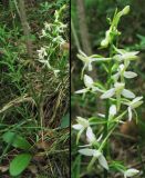 Platanthera bifolia. Цветущее растение и соцветие. ФРГ, Тюрингия, окрестности Йены. Май 2007 г.