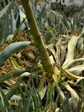 Agave americana