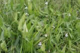 Sagittaria sagittifolia