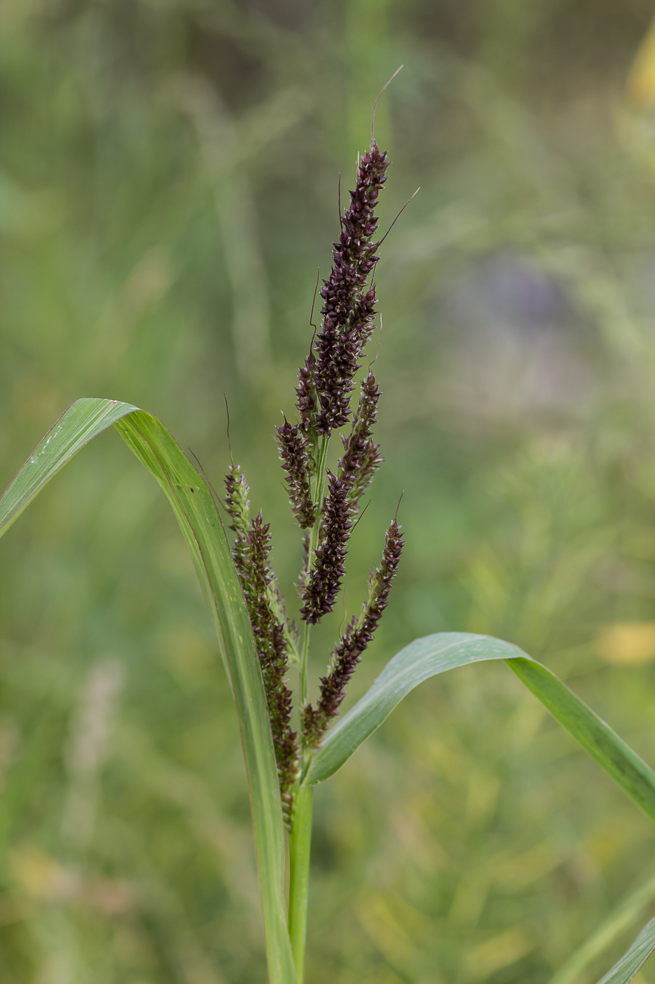 Изображение особи Echinochloa crus-galli.