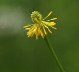 Ranunculus polyanthemos