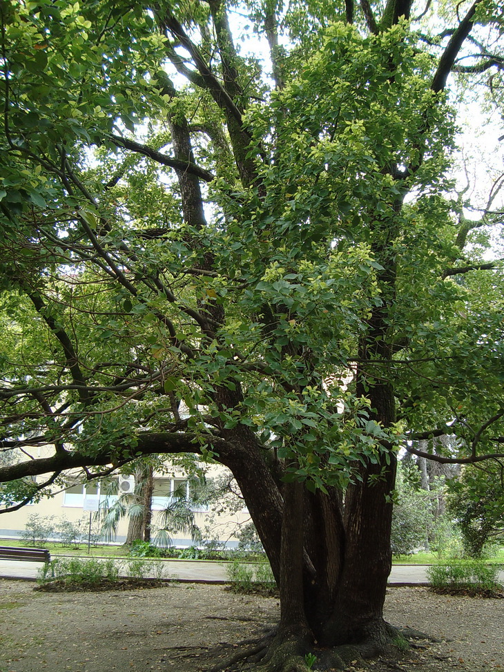 Изображение особи Cinnamomum camphora.