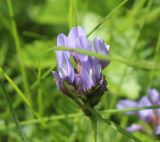 Astragalus danicus