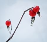 Rosa cinnamomea