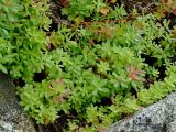 Rhodiola integrifolia. Вегетирующие растения. Магаданская обл., окр. Магадана, бухта Нагаева, мкр-н Марчекан, берег моря. 25.08.2007.