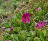 Rhododendron camtschaticum. Верхушка цветущего и плодоносящего растения. Камчатский край, Елизовский р-н, горный массив Вачкажец, горная тундра. 18.08.2016.