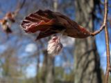 Fagus sylvatica