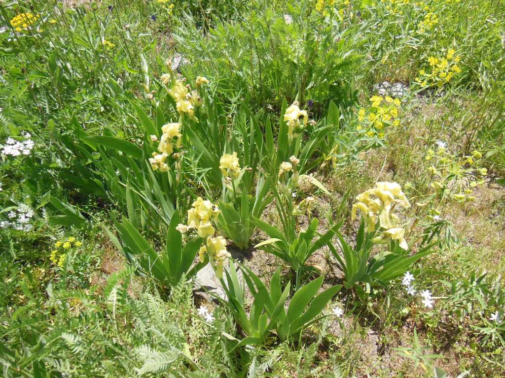 Изображение особи Iris imbricata.