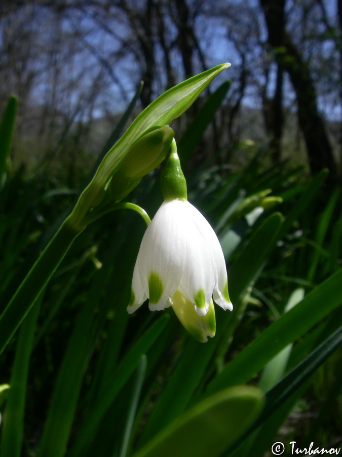 Изображение особи Leucojum aestivum.