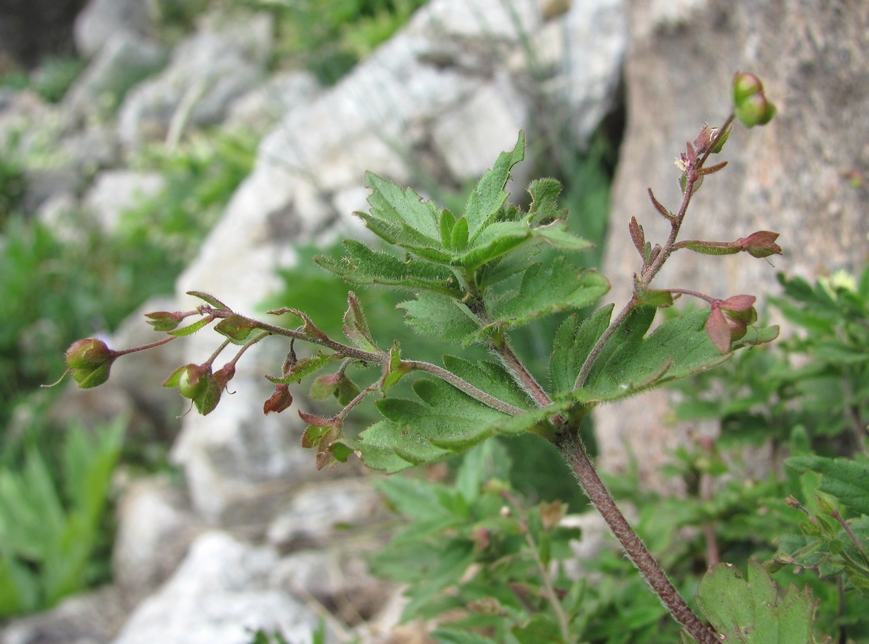 Image of Veronica vindobonensis specimen.