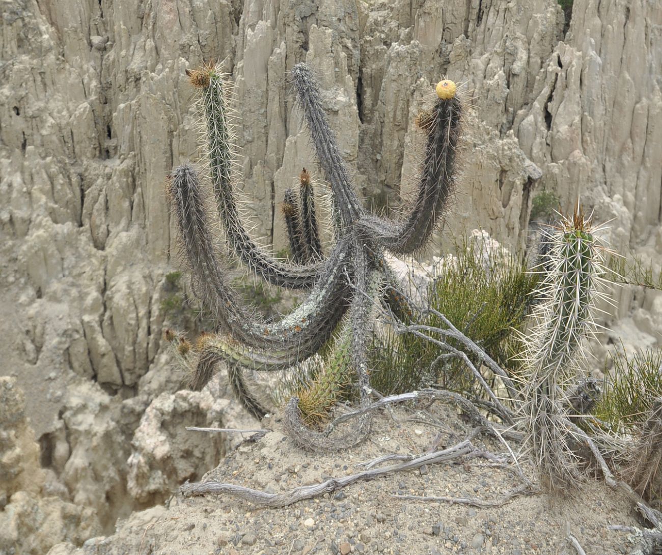 Изображение особи род Corryocactus.