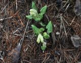 Primula macrocalyx