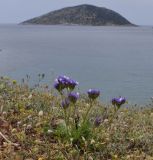 Limonium sinuatum